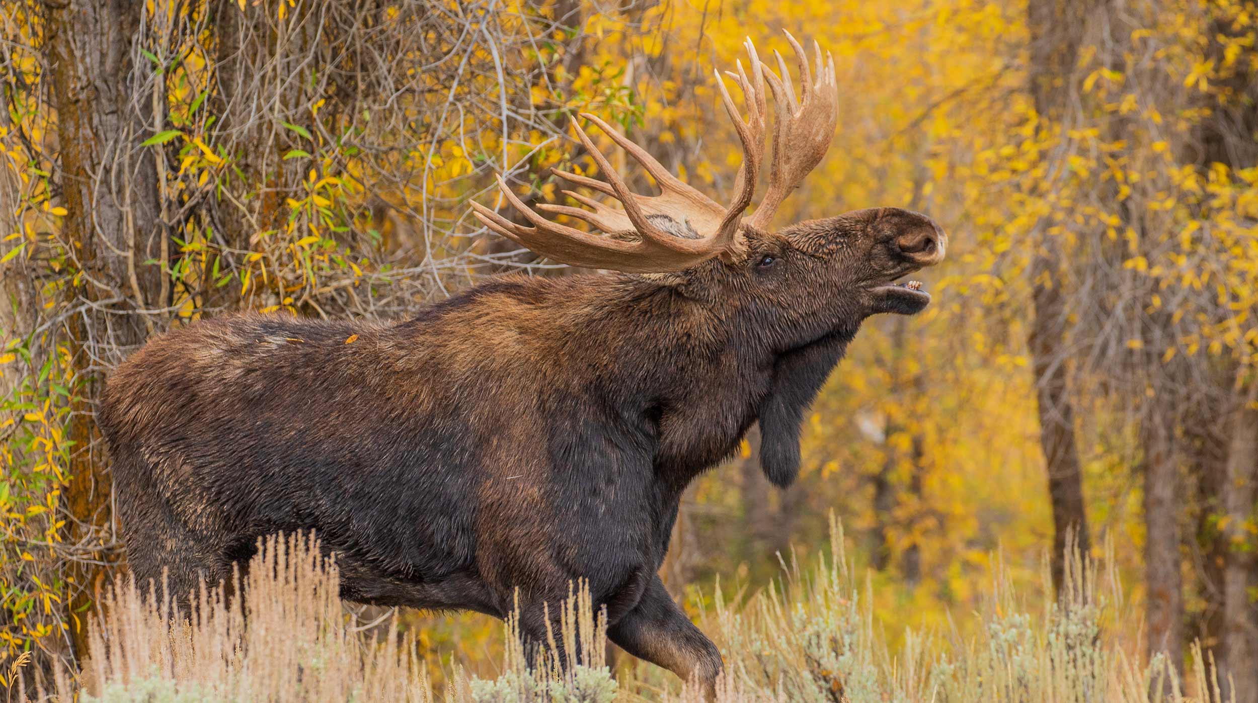 Bull Moose In Autumn Fall