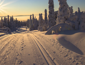 nordic ski