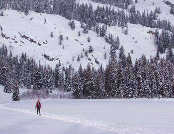 Lone Skier In Winter