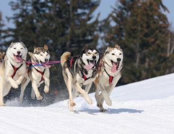 jackson hole sled dog tour