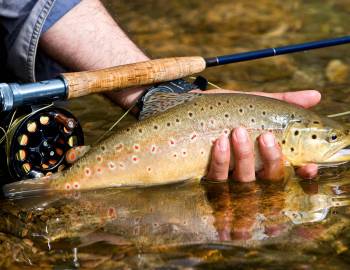 Trout Close Up