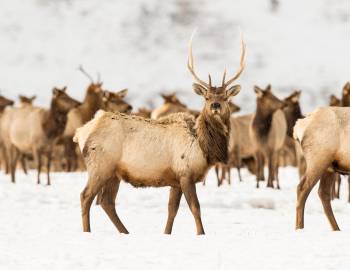 Bull Elk In National Elk Refuge In Winter