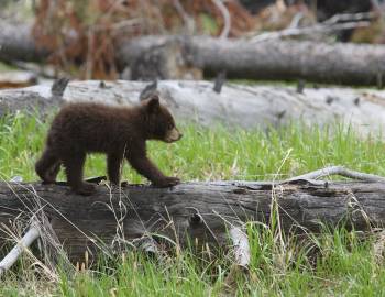 bear cub yellowstone national park