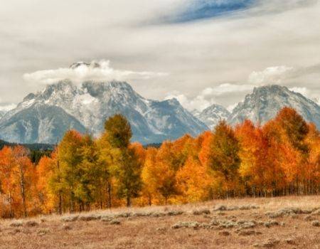 Orange and yellow aspen trees in front of Grand Tetons in Jackson Hole