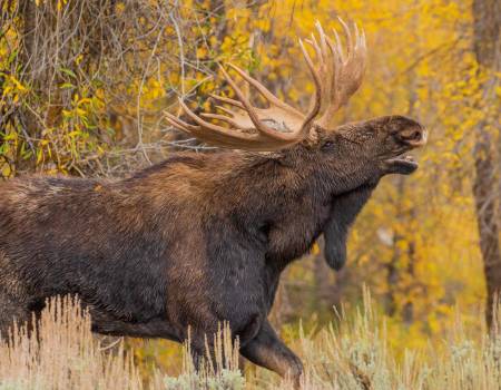 Bull Moose In Autumn Fall