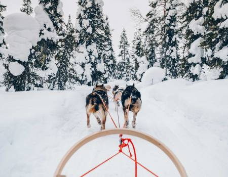 Dogsledding In Jackson Hole