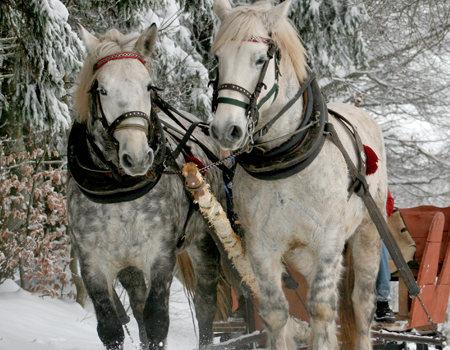 Jackson Hole Family Activities