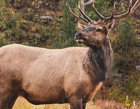 Jackson Hole Elk