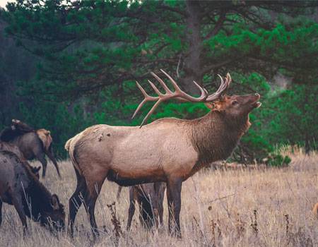 Male elk in grass next to herd of female elk in Jackson Hole