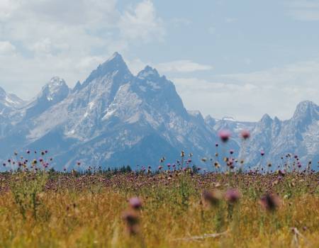 Summer in Jackson Hole Summer in Jackson Hole
