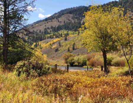 fall leaves in jackson hole wyoming