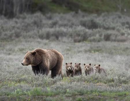 Bears in Grand Teton National Park
