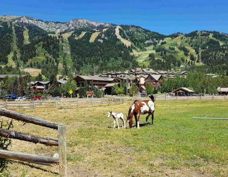 horses teton village wyoming