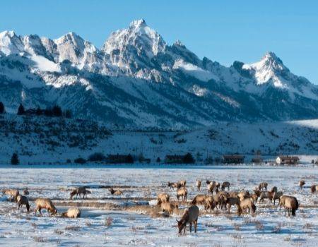 Elk grazing in snow in front of Grand Tetons in Jackson Hole.