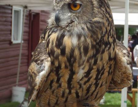 raptorfest jackson hole