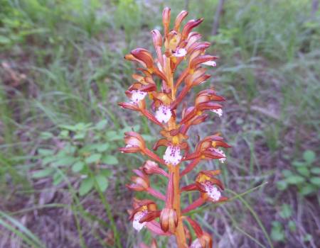 coral root orchid