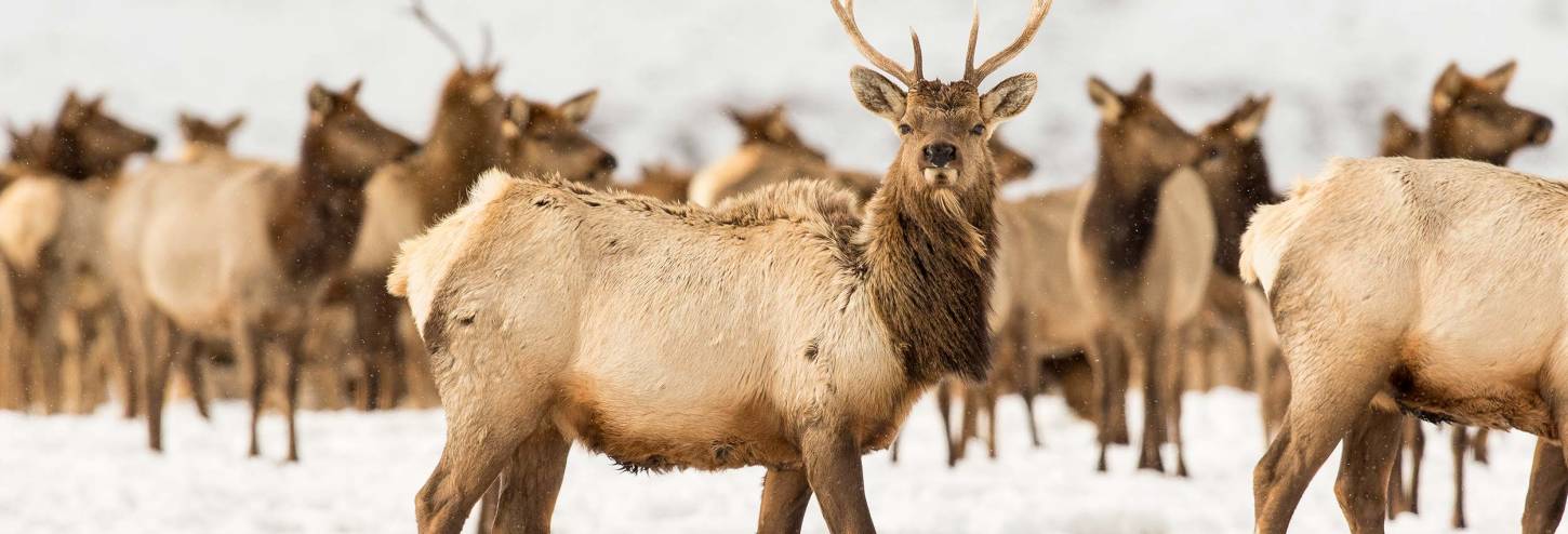 Elk on National Elk Refuge