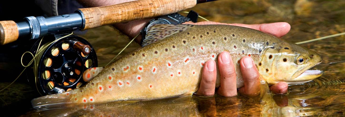 Trout Close Up