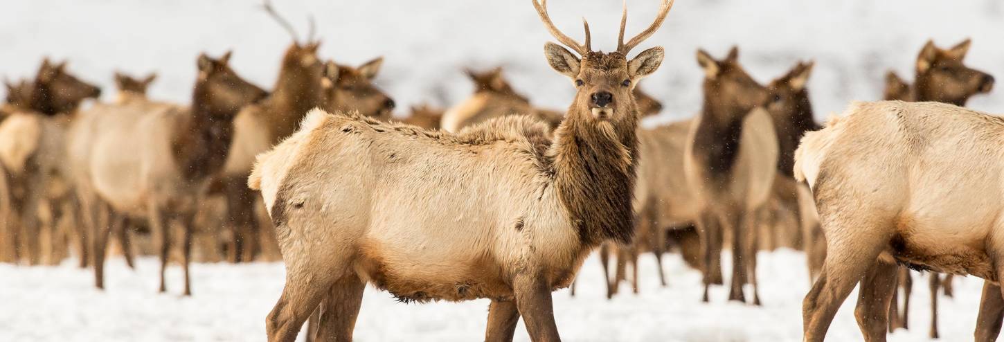 Bull Elk In National Elk Refuge In Winter