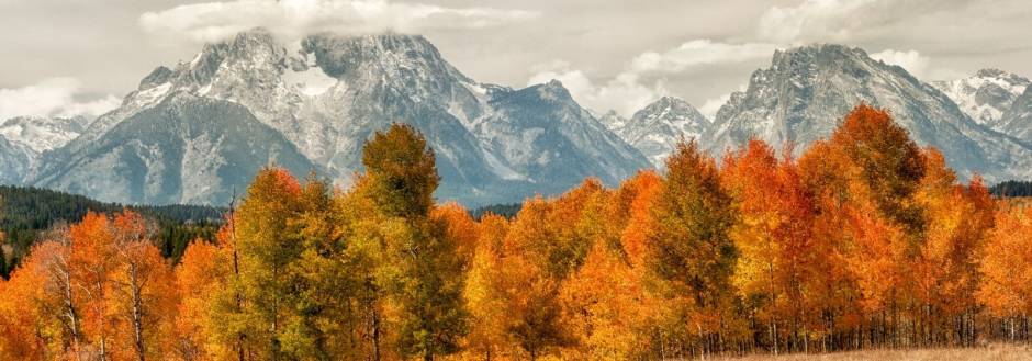Orange and yellow aspen trees in front of Grand Tetons in Jackson Hole