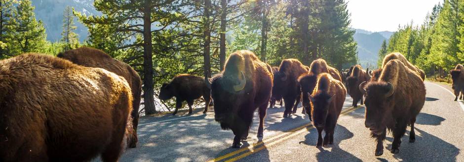 bison-herd-walking-in-yellowstone