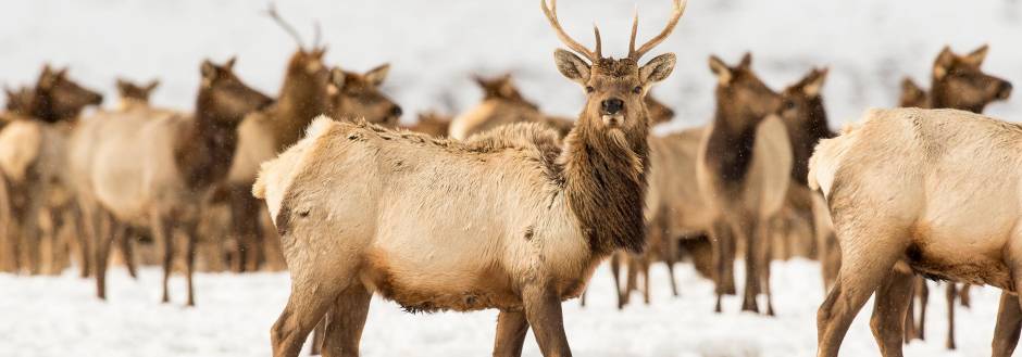 Bull Elk In National Elk Refuge In Winter