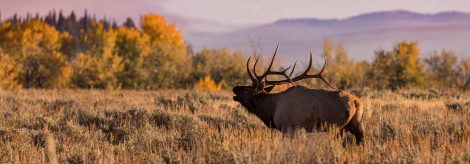 Elk Bugling in Autumn in Jackson Hole