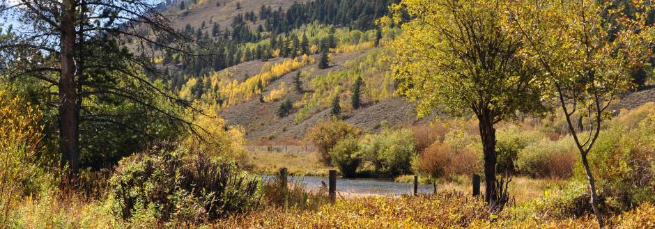 fall leaves in jackson hole wyoming