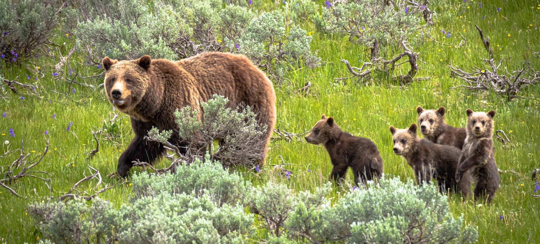 Grizzly 399 and her cubs