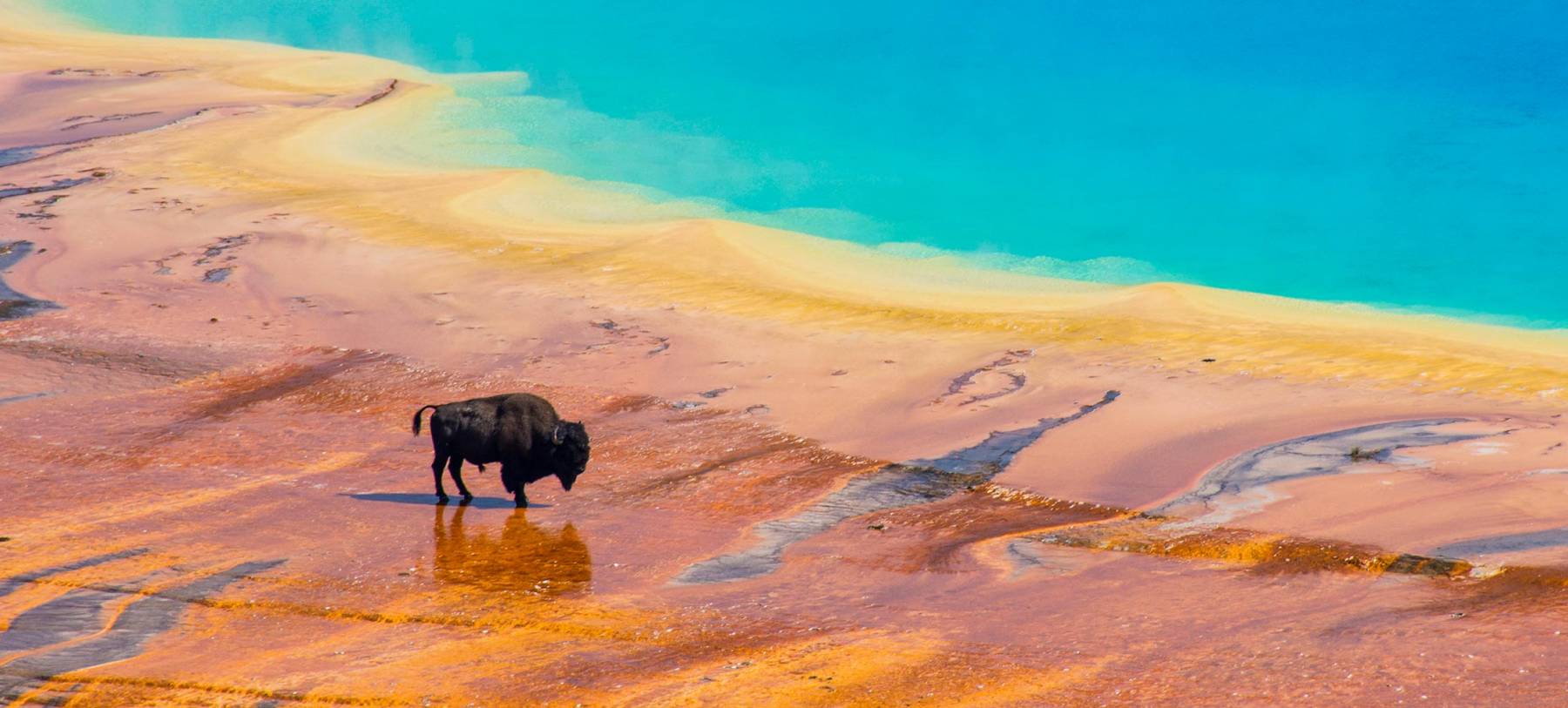 Bison At Grand Prismatic Spring