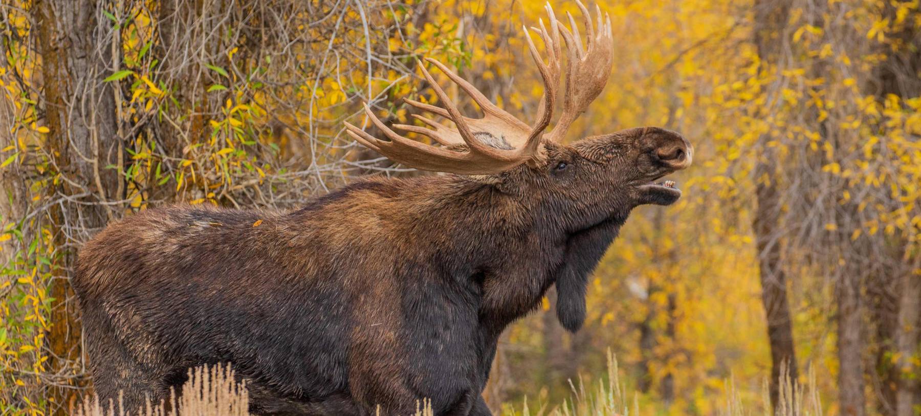 Bull Moose In Autumn Fall