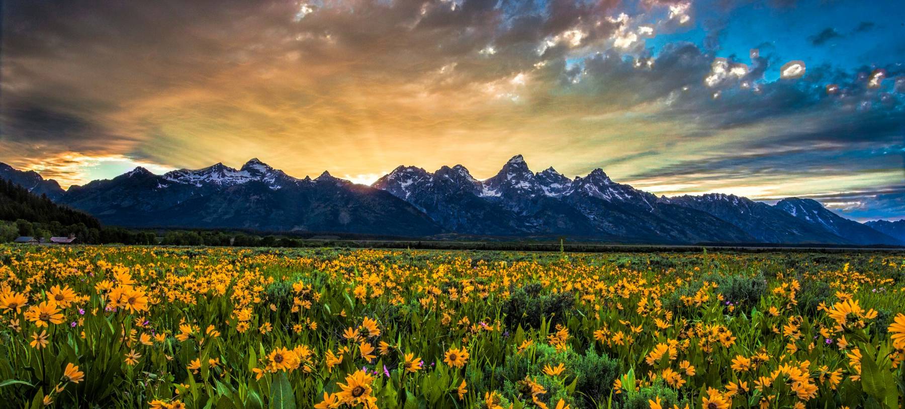 Grand Teton National Park Summer Flowers