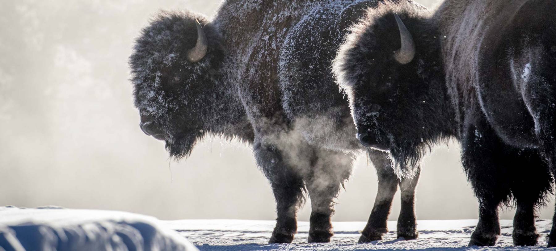 Bison In Winter