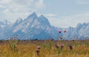 Summer in Jackson Hole