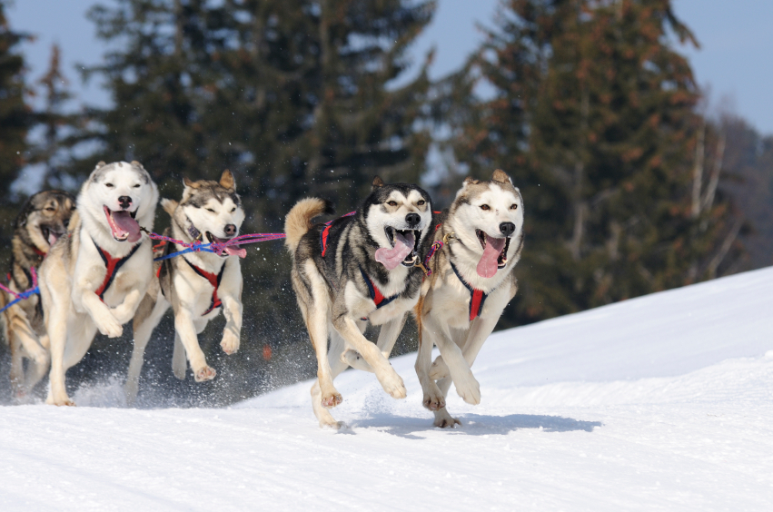 jackson hole sled dog tour