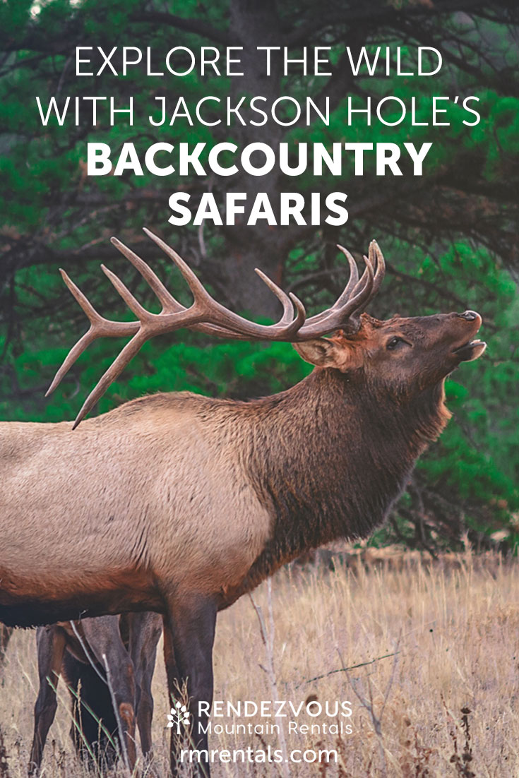 Male elk in grass, overlay text reads: "Explore the wild with Jackson Holes' Backcountry Safaris."