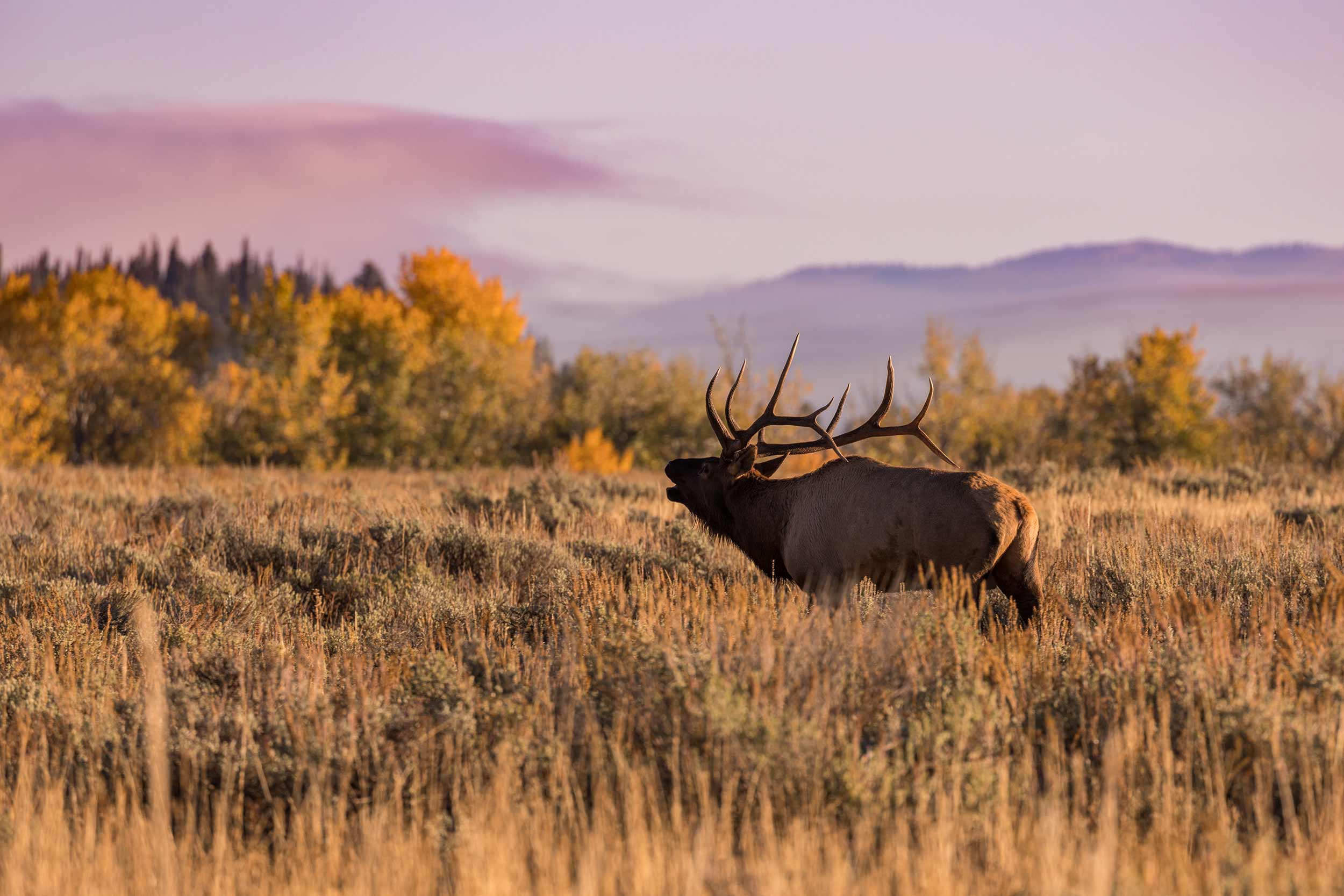 Bull Elk Bugling During Fall Autumn Rut