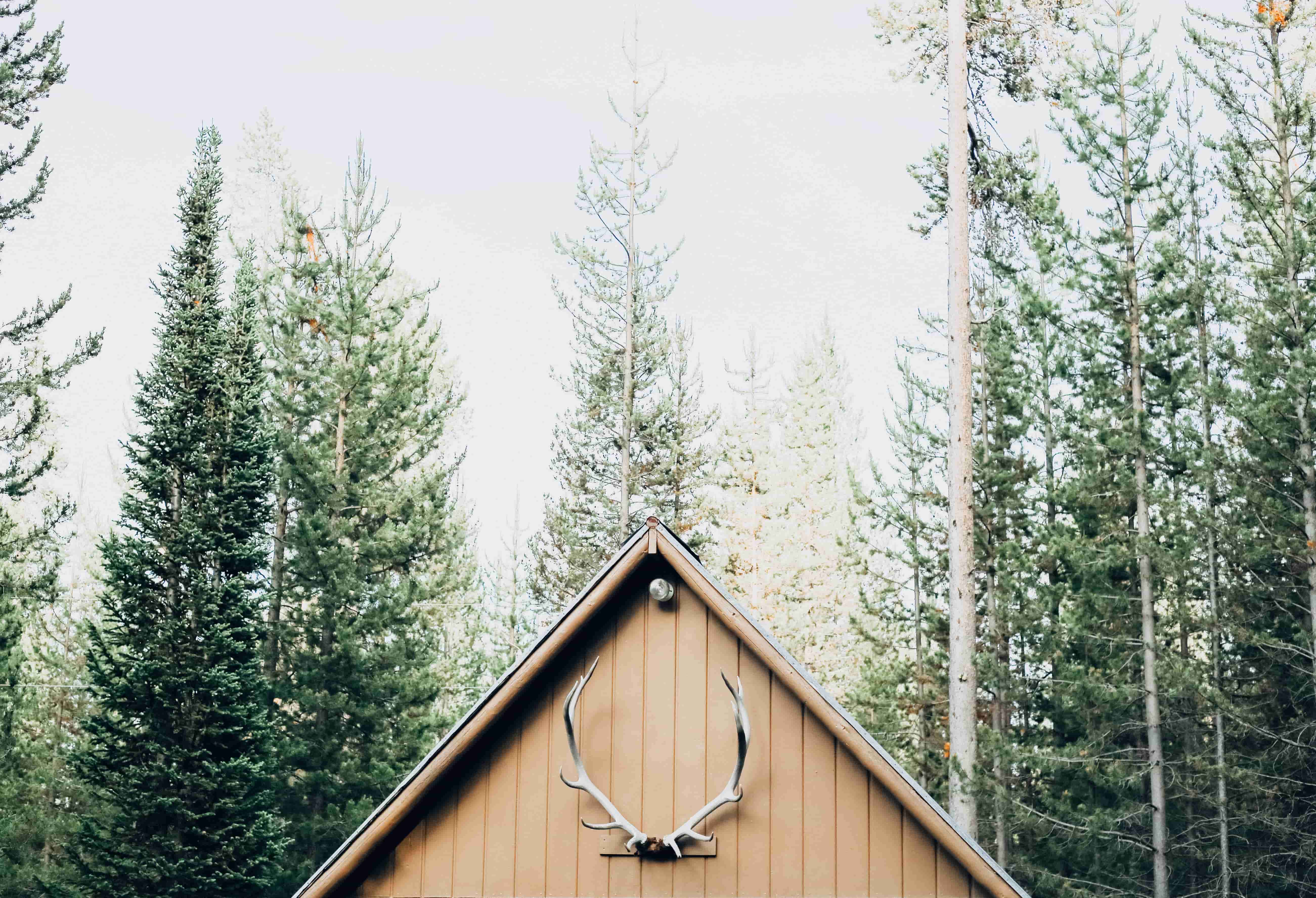 cabin with antlers in the woods