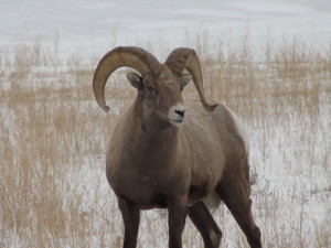 bighorn sleep elk refuge