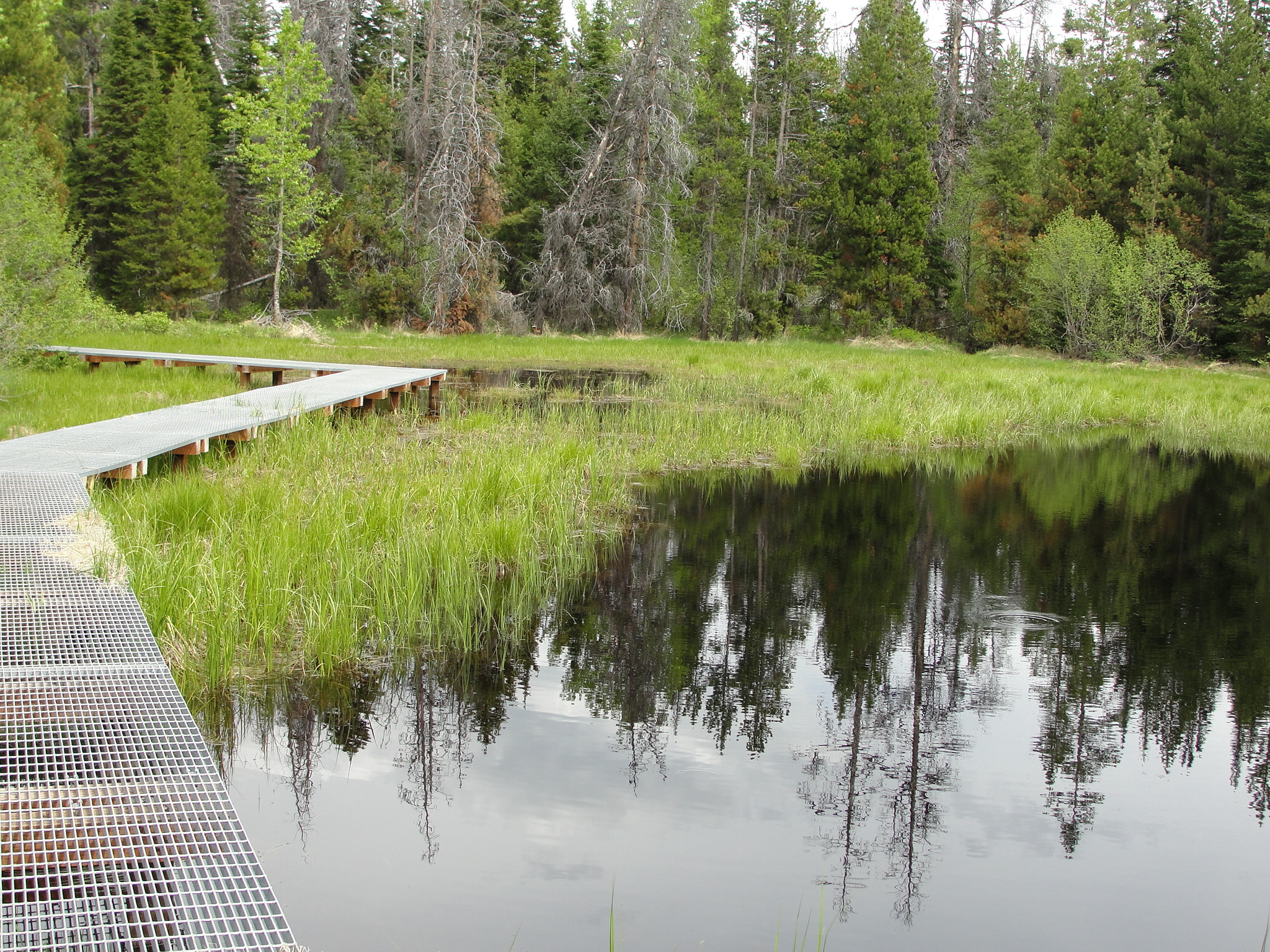 lake boardwalk grand teton national park