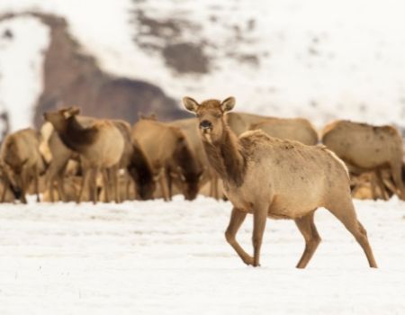 Elk grazing in snowy winter Jackson Hole Elk Refuge.