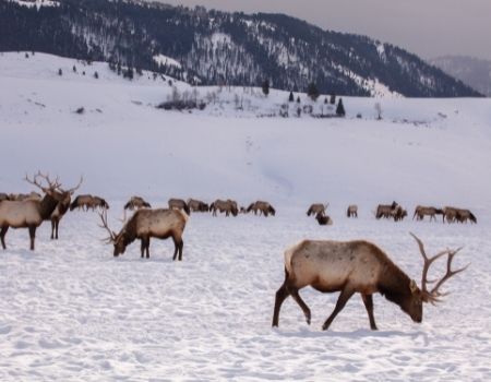 Elk walking through winter snow in Jackson Hole Elk Refuge