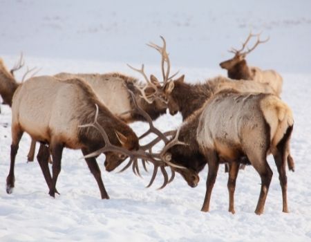 Male elk locking antlers in snowy winter in Jackson Hole.