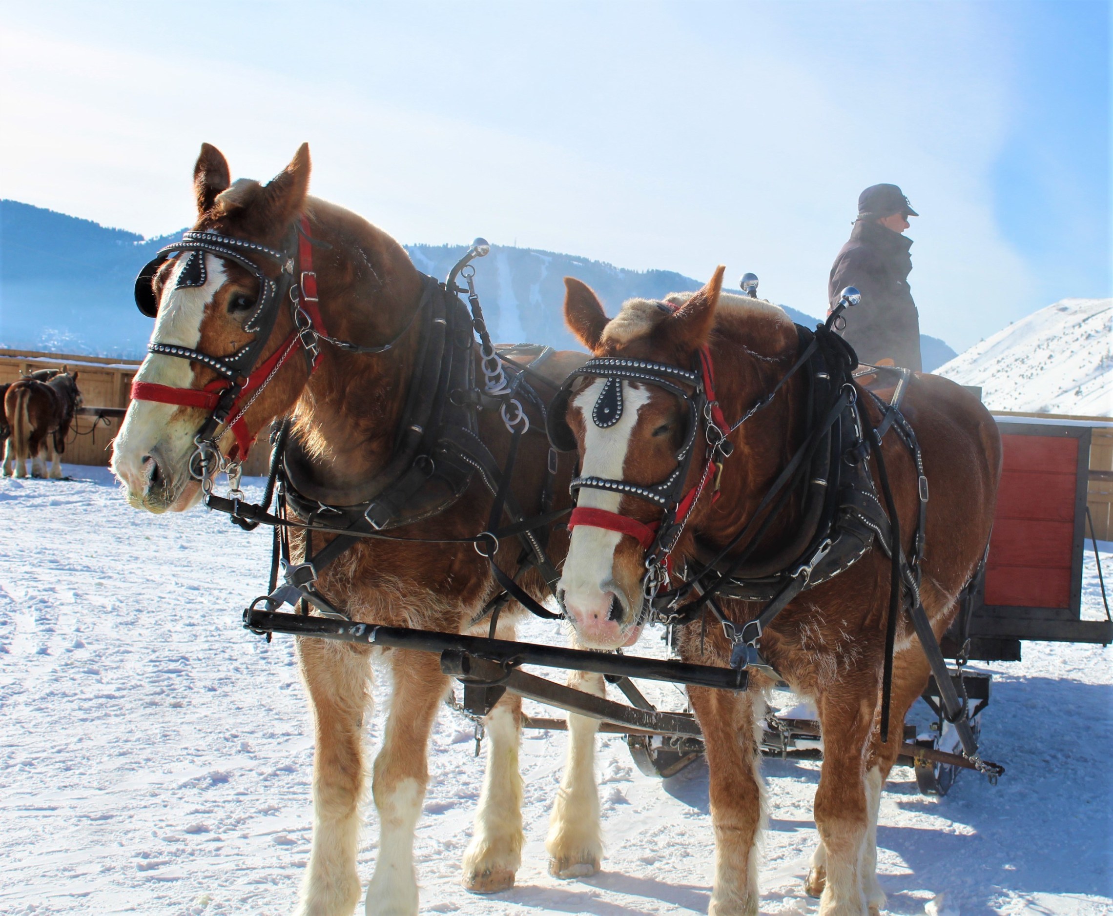 elk_refuge_sleigh_rides_horses