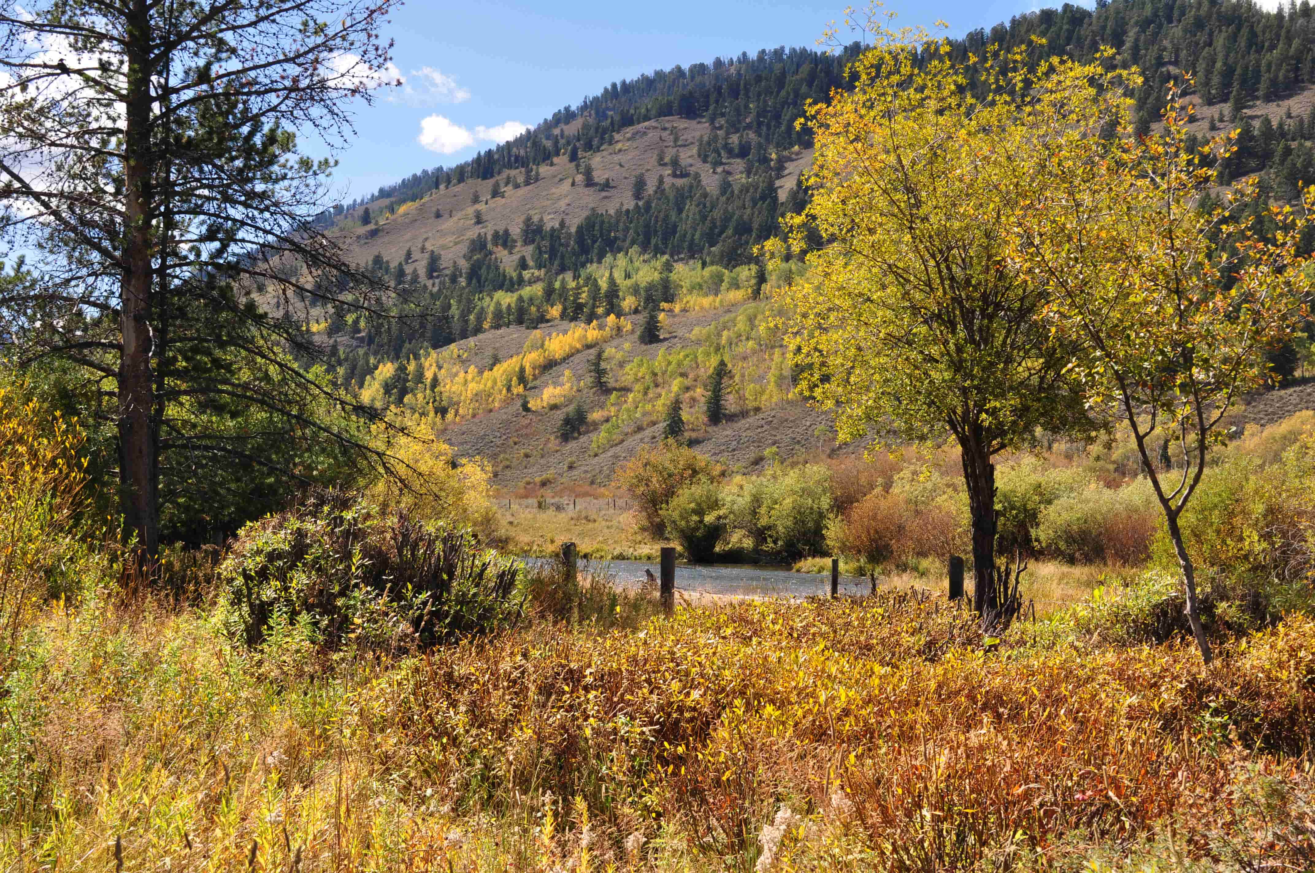 fall leaves in jackson hole wyoming