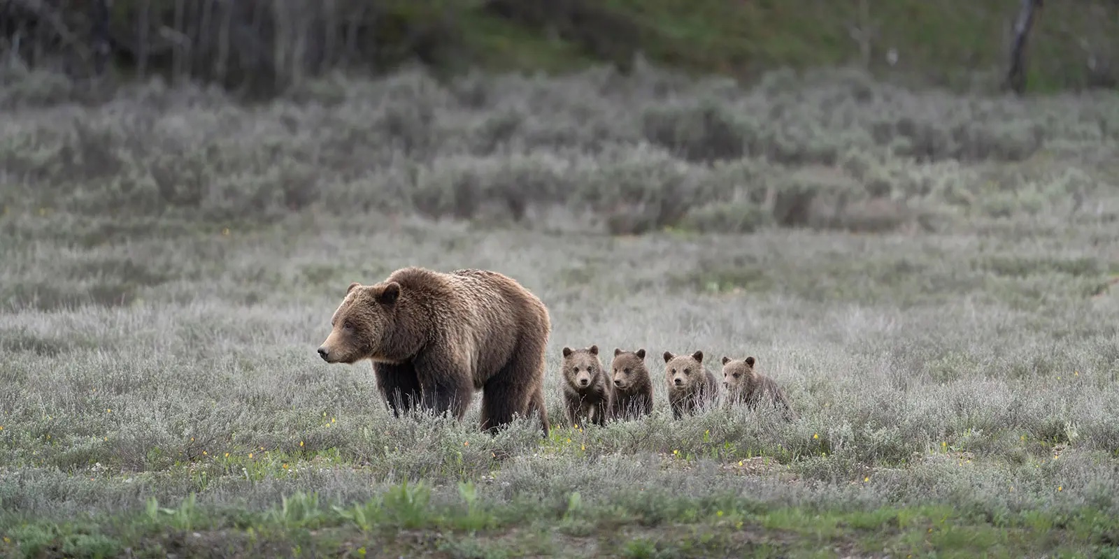 Bears In Grand Teton National Park