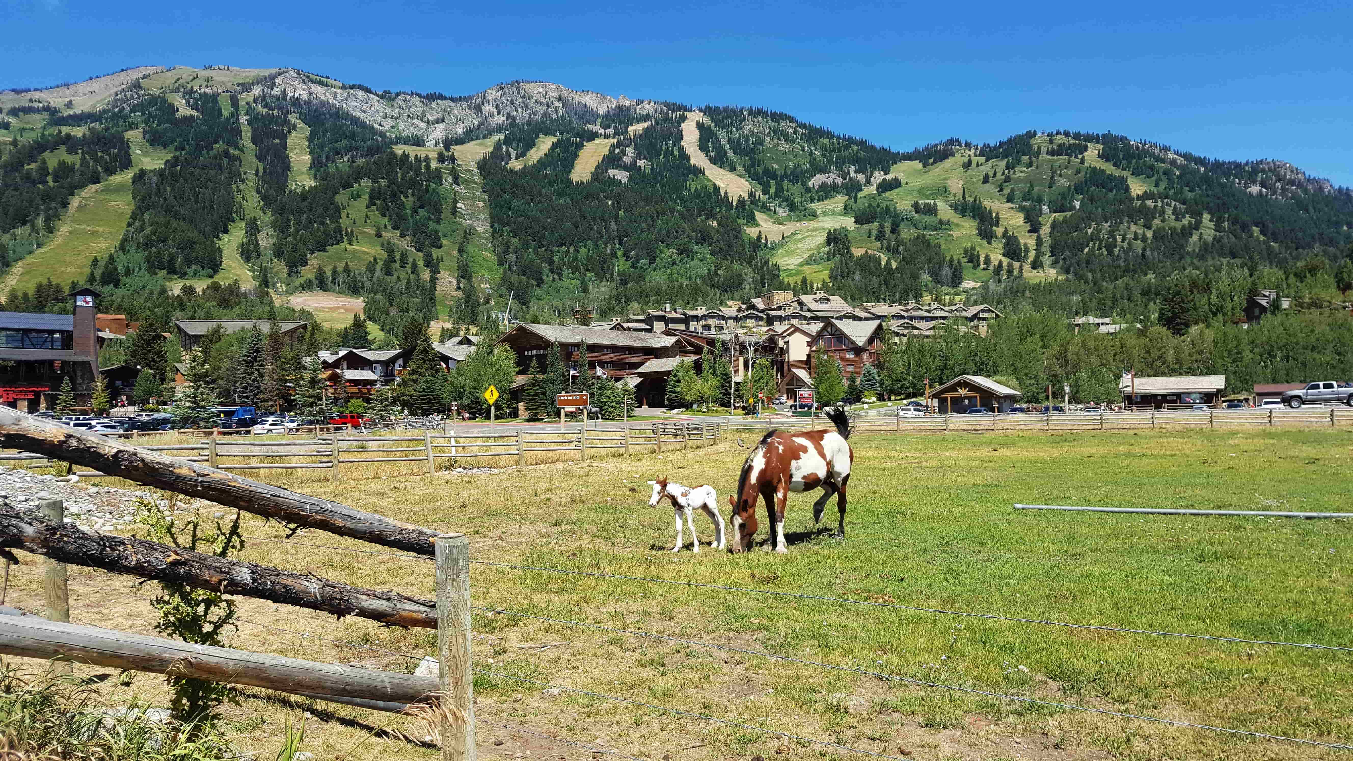 horses teton village wyoming