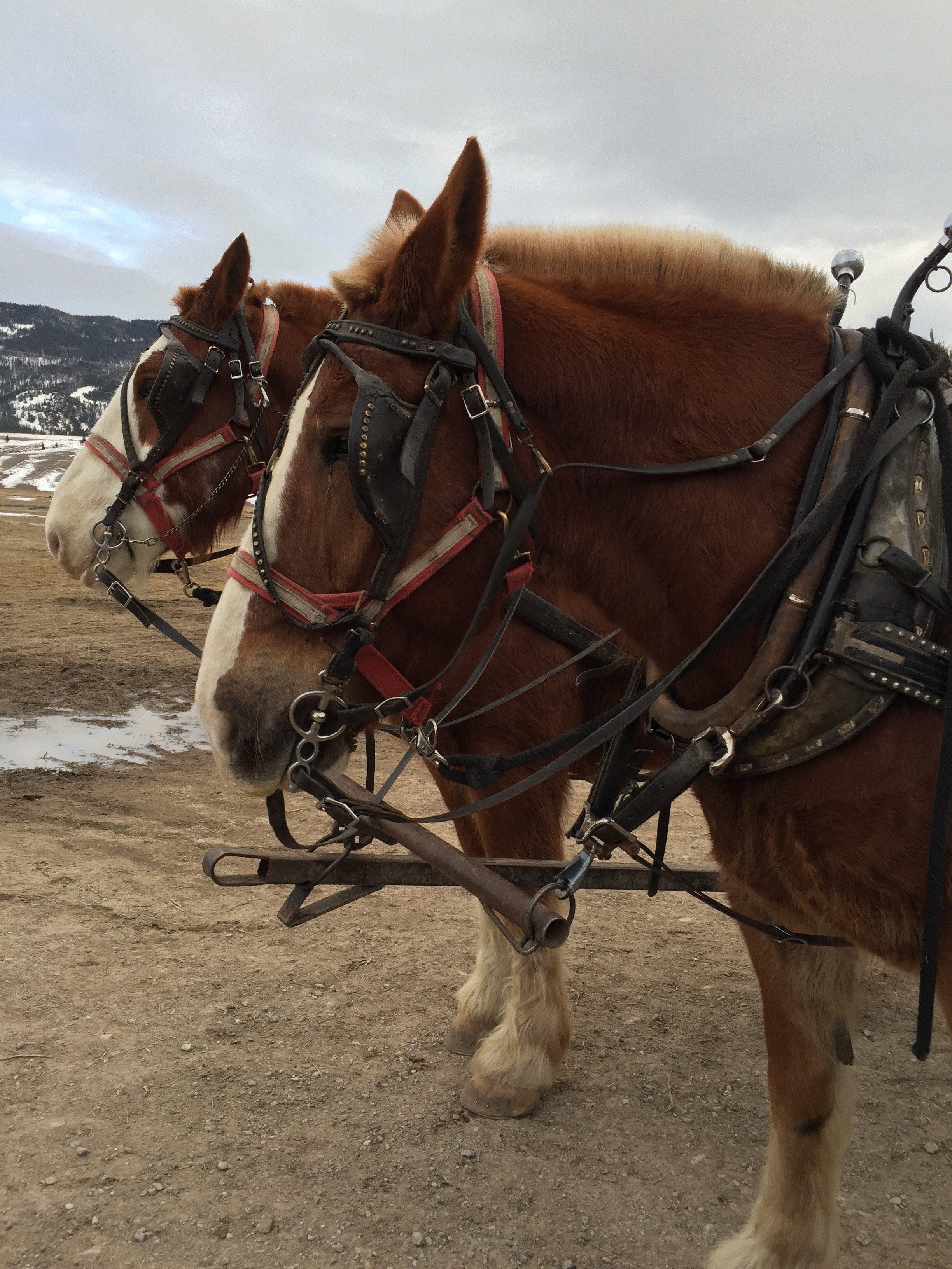 sleigh ride elk refuge