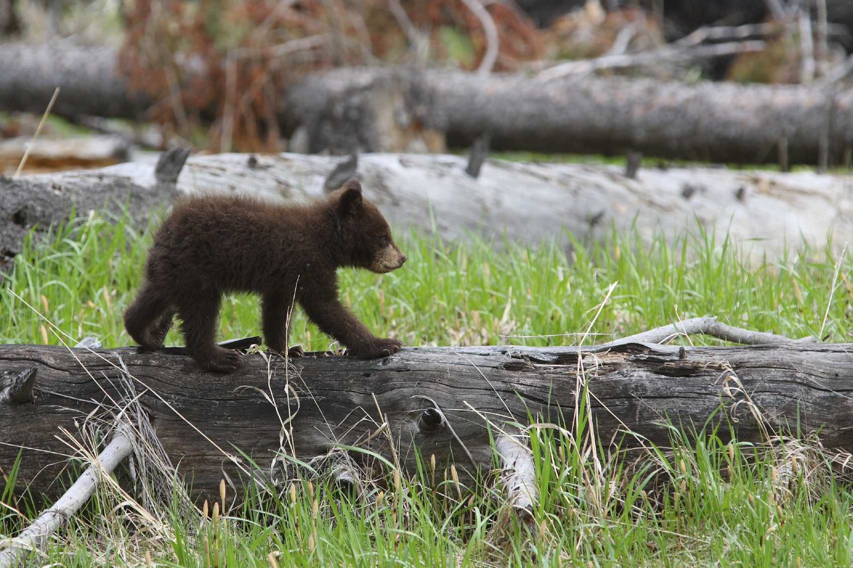 bear cub yellowstone national park
