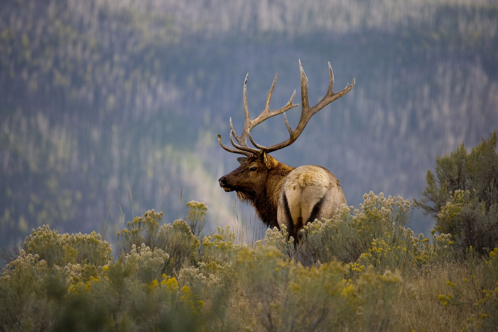 bull elk jackson hole